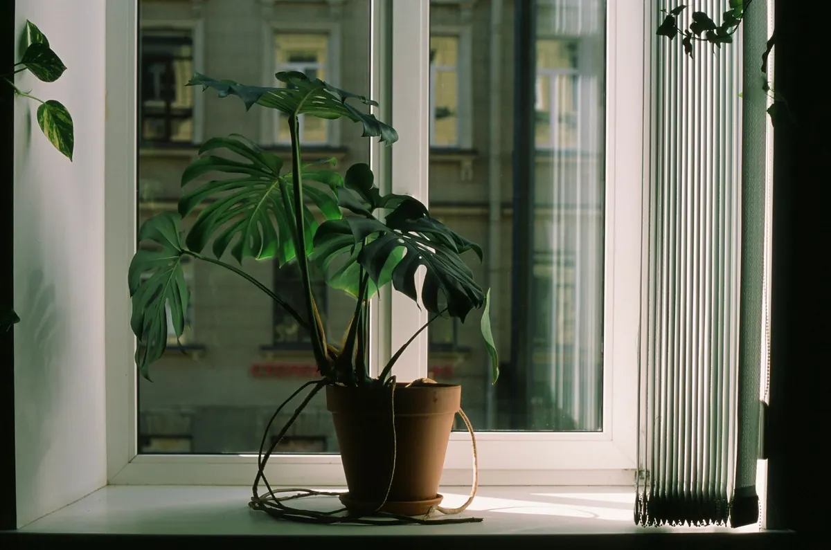 A Beginner's Guide to Houseplant Lighting: South, East, West or North?