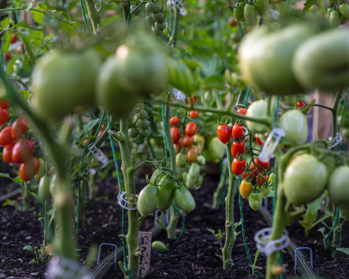 Beginner's Guide to Growing Tomatoes in a UK Greenhouse