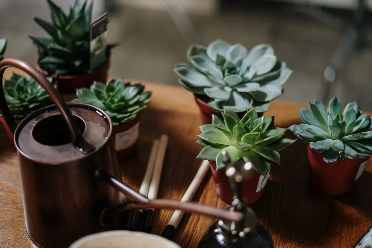 Common Mistakes When Watering Container Plants in Summer