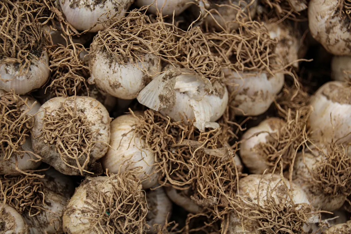 Growing Garlic in the UK: Autumn Planting to Summer Harvest
