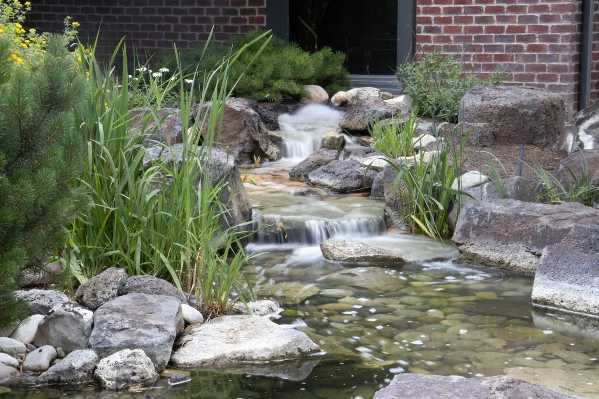 How to Make a Wildlife-Friendly Pond in a Small Garden