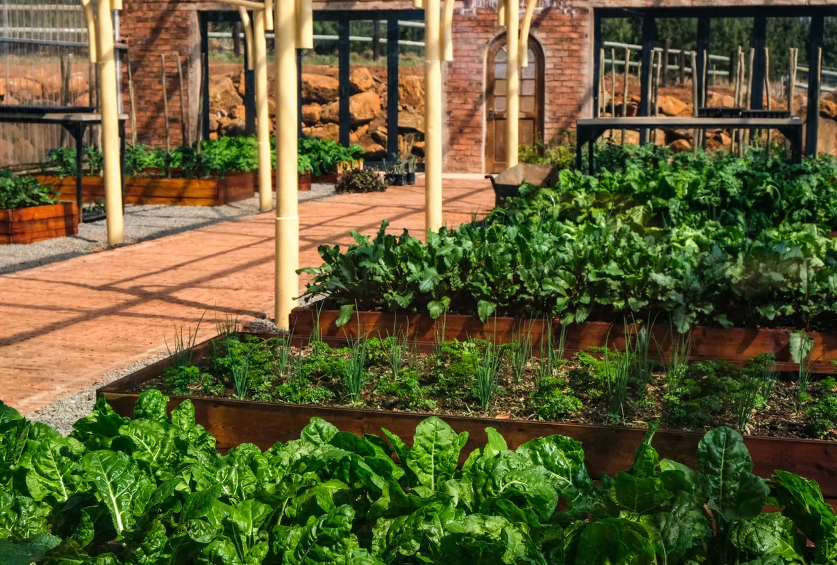 Raised Beds vs Containers: Which Is Better for a Small UK Vegetable Patch?