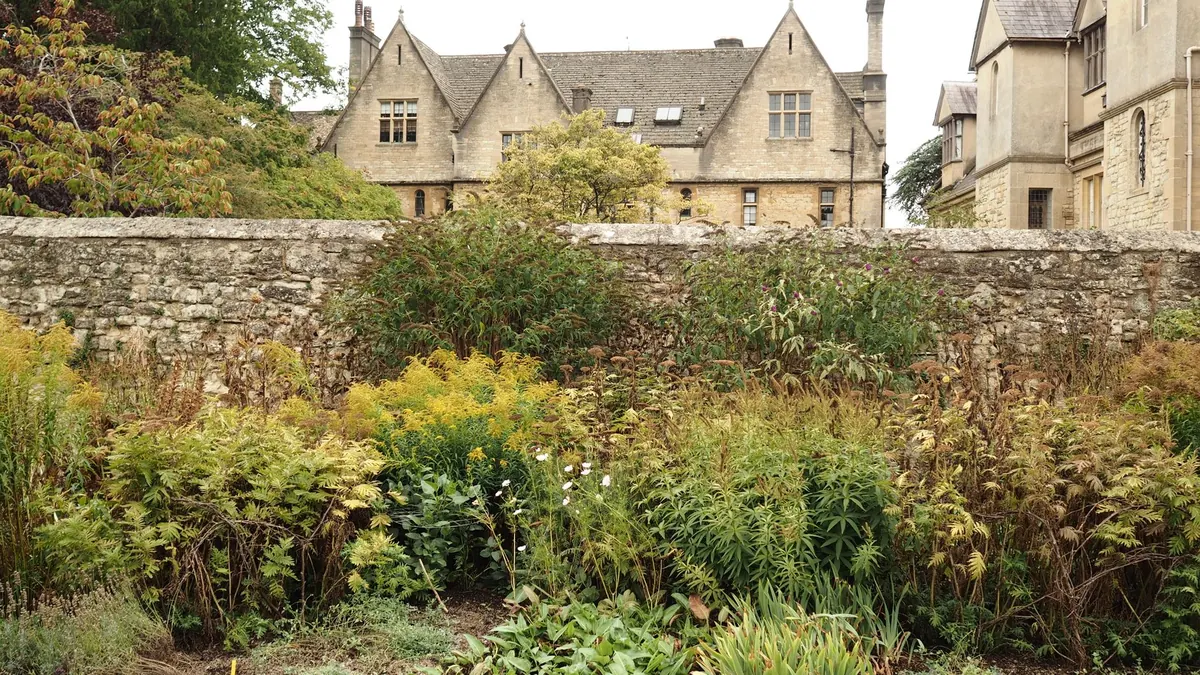 Roses vs Climbing Hydrangeas: Which Is Best for a UK Cottage Garden Wall?