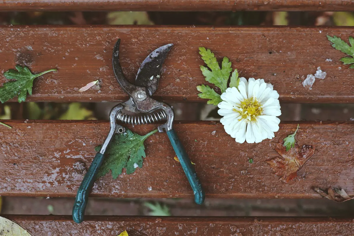 Seasonal Checklist: Autumn Jobs for a Healthier Spring Garden