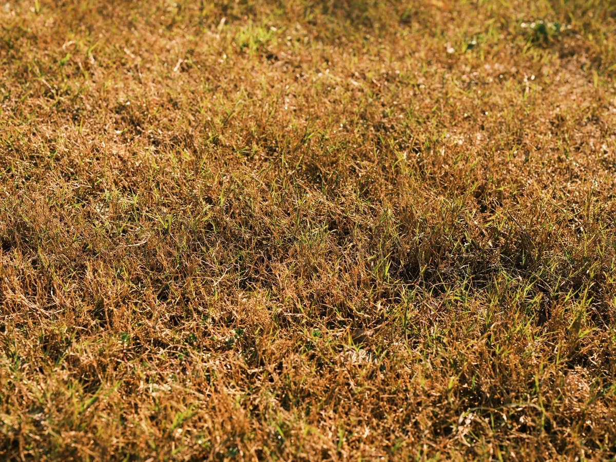 What to Do When Your Lawn Turns Yellow: A Troubleshooting Explainer