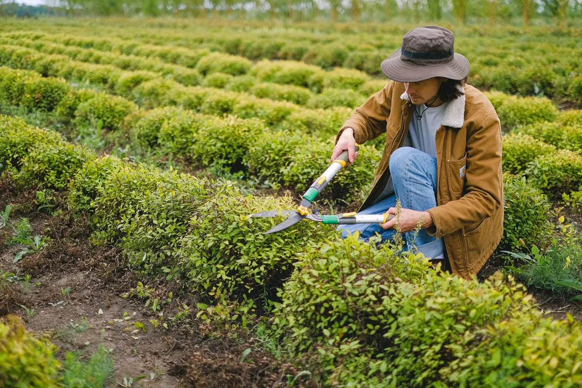 Winter Pruning Guide: Which Shrubs to Cut Back and When to Leave Alone